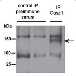 MilliporeSigma CASZ1, Guinea Pig, Unlabeled, Polyclonal, 100&mu;L; Unlabeled:Antibodies,
